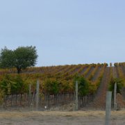 Napa 017 : Napa